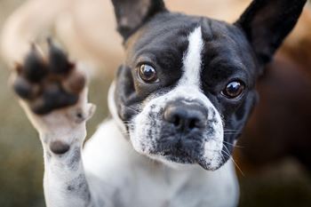 We love pets